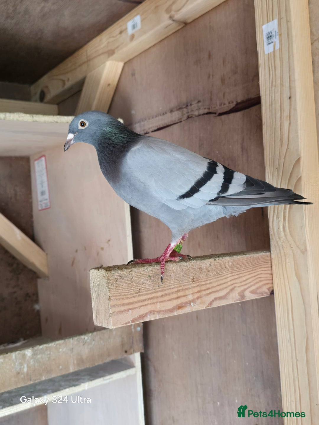 Pigeons birds for sale: Baby and adult racing Pigeons  - Image 14