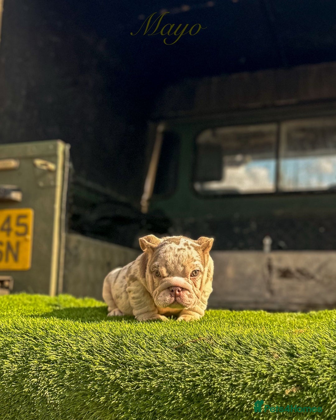 English Bulldog dogs for sale: 🔥 THE JACKPOT PUPPIES ARE HERE 🔥 - Image 7