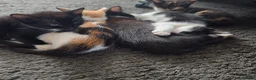 Mixed Breed cats for sale: Kittens for sale - Advert 2