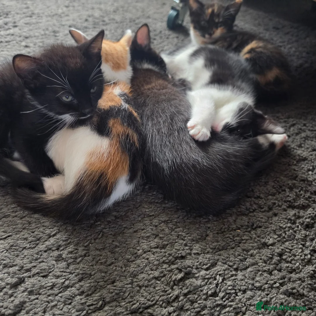 Mixed Breed cats for sale: Kittens for sale - Advert 2