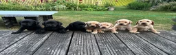 Labrador Retriever dogs for sale: Beautiful Labrador puppies - Advert 2