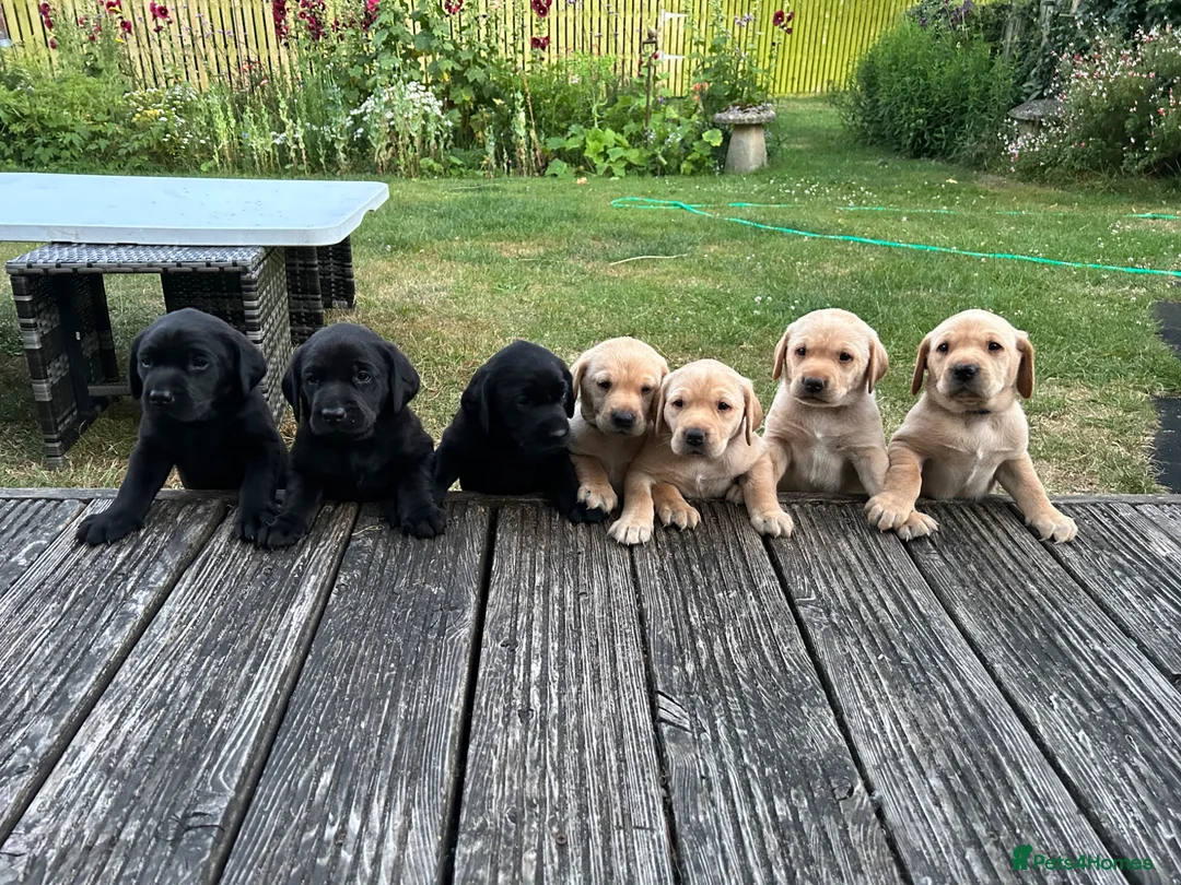 Labrador Retriever dogs for sale: Beautiful Labrador puppies - Advert 2
