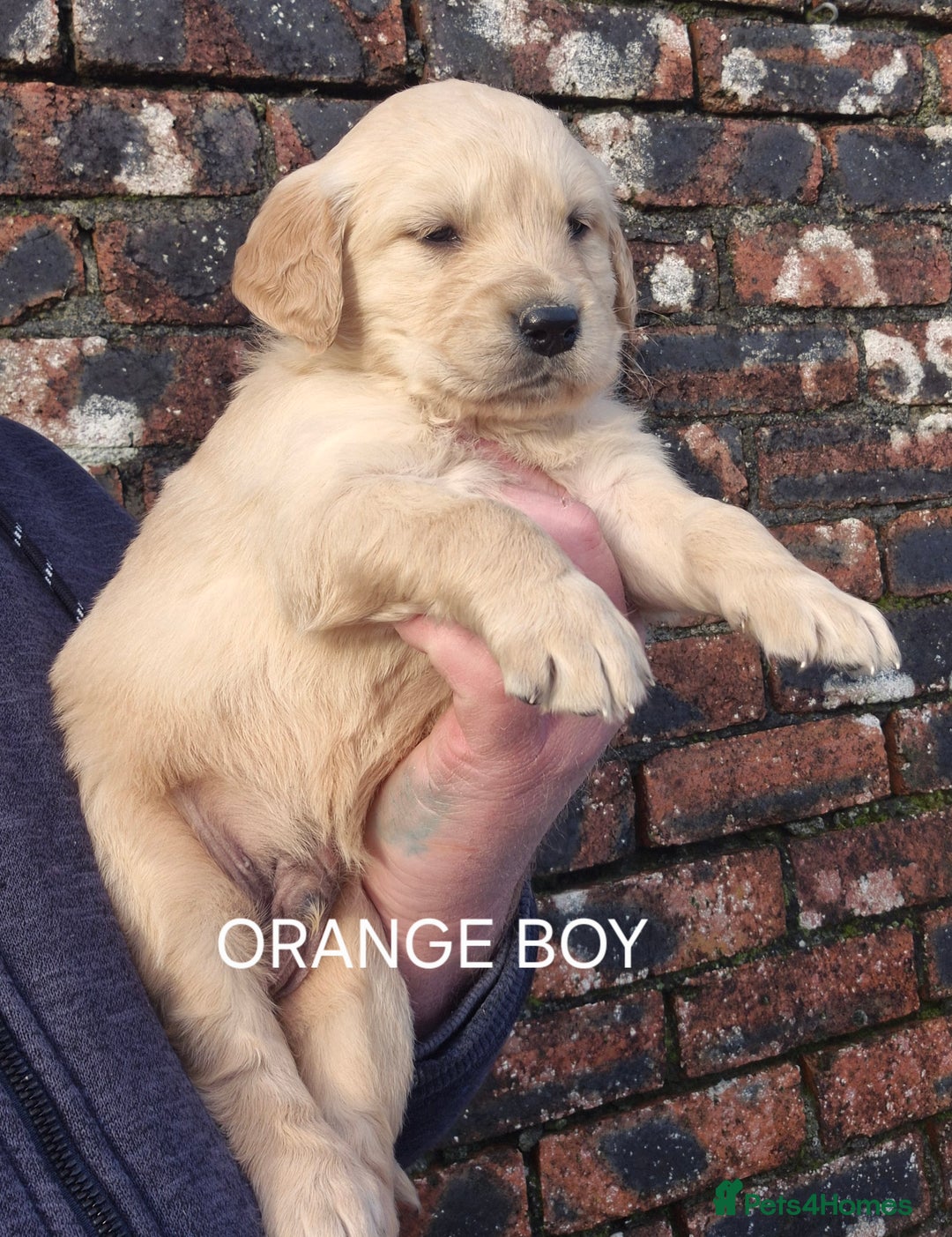 Golden Retriever dogs for sale: KC GOLDEN RETRIEVER PUPPIES HEALTH SCORED PARENTS  - Advert 12