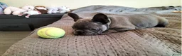 French Bulldog dogs for sale: French Bulldog Puppies in Gateshead - Advert 3