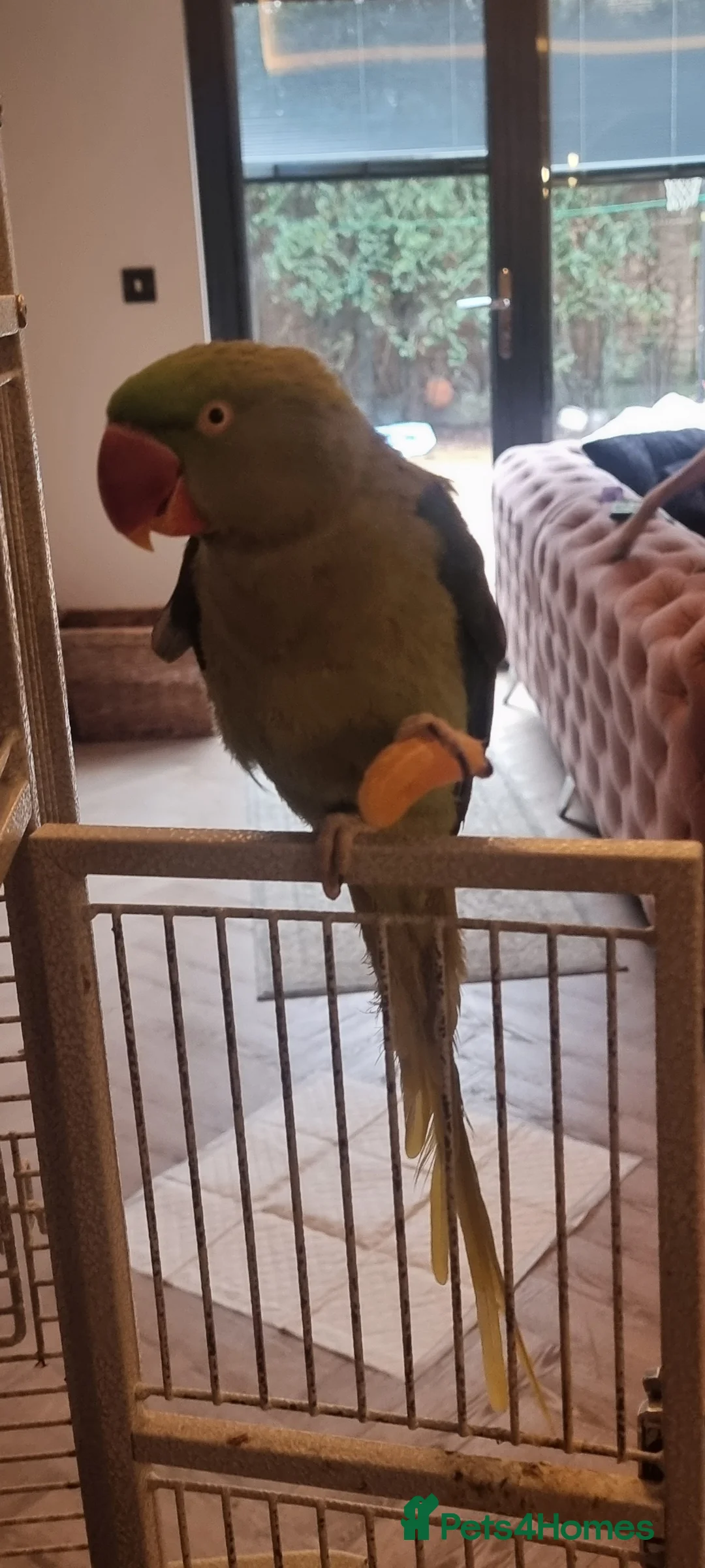 Parrots birds for sale: Alexandrien parrot. For sale £200 - Advert 2