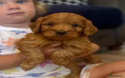 Cockapoo dogs for sale: Miniature Cockapoos  - Image 29