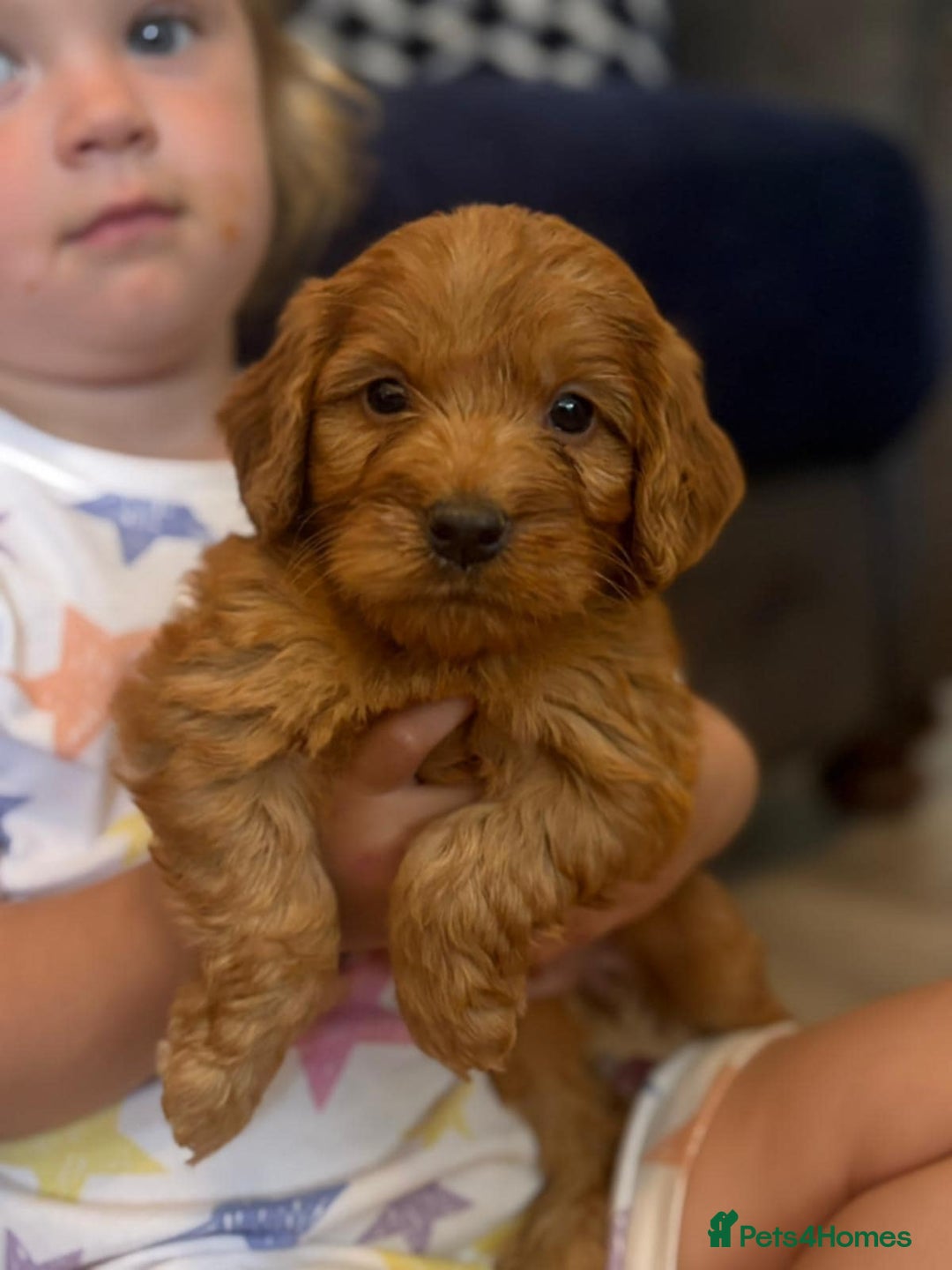 Cockapoo dogs for sale: Miniature Cockapoos  - Image 29