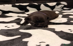 Mixed Breed dogs for sale: 6 beautiful French bulldog x Patterdale pups - Image 10