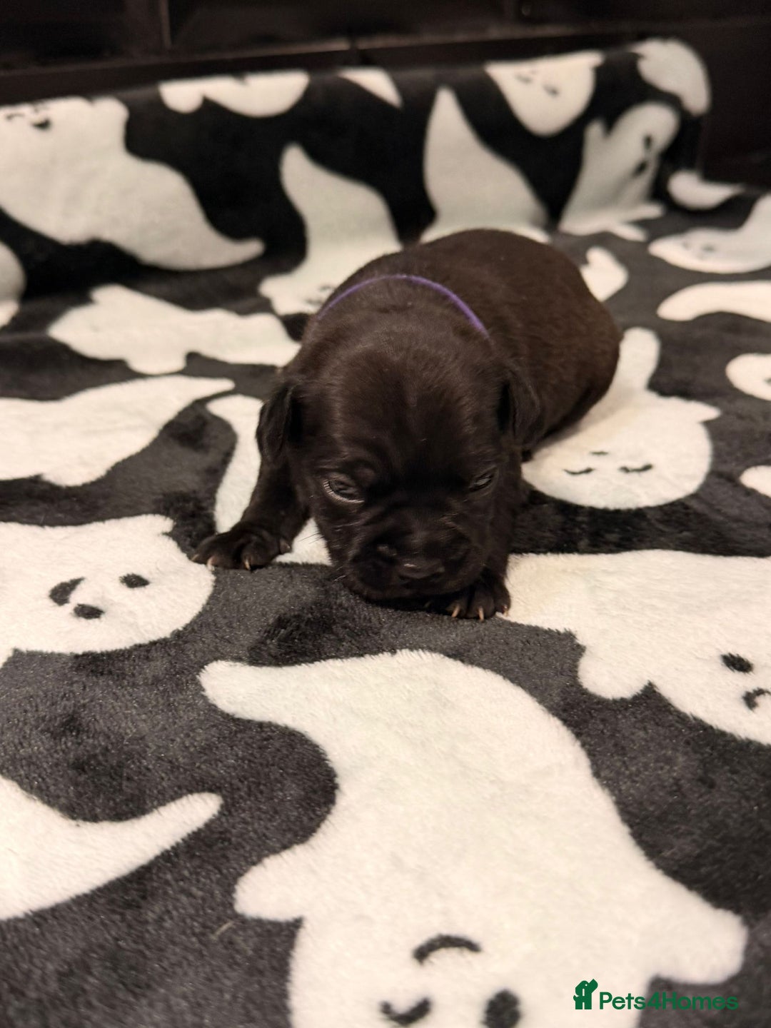 Mixed Breed dogs for sale: 6 beautiful French bulldog x Patterdale pups - Image 10
