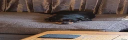 Jack Russell dogs for sale: Gorgeous miniature Jack Russell puppies  in Larkhall - Advert 7