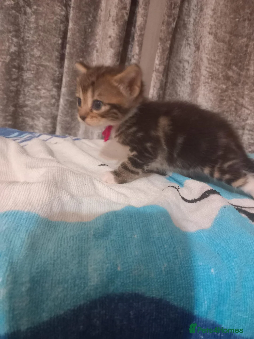Mixed Breed cats for sale: Adorable Kittens looking for their Forever Home - Advert 2
