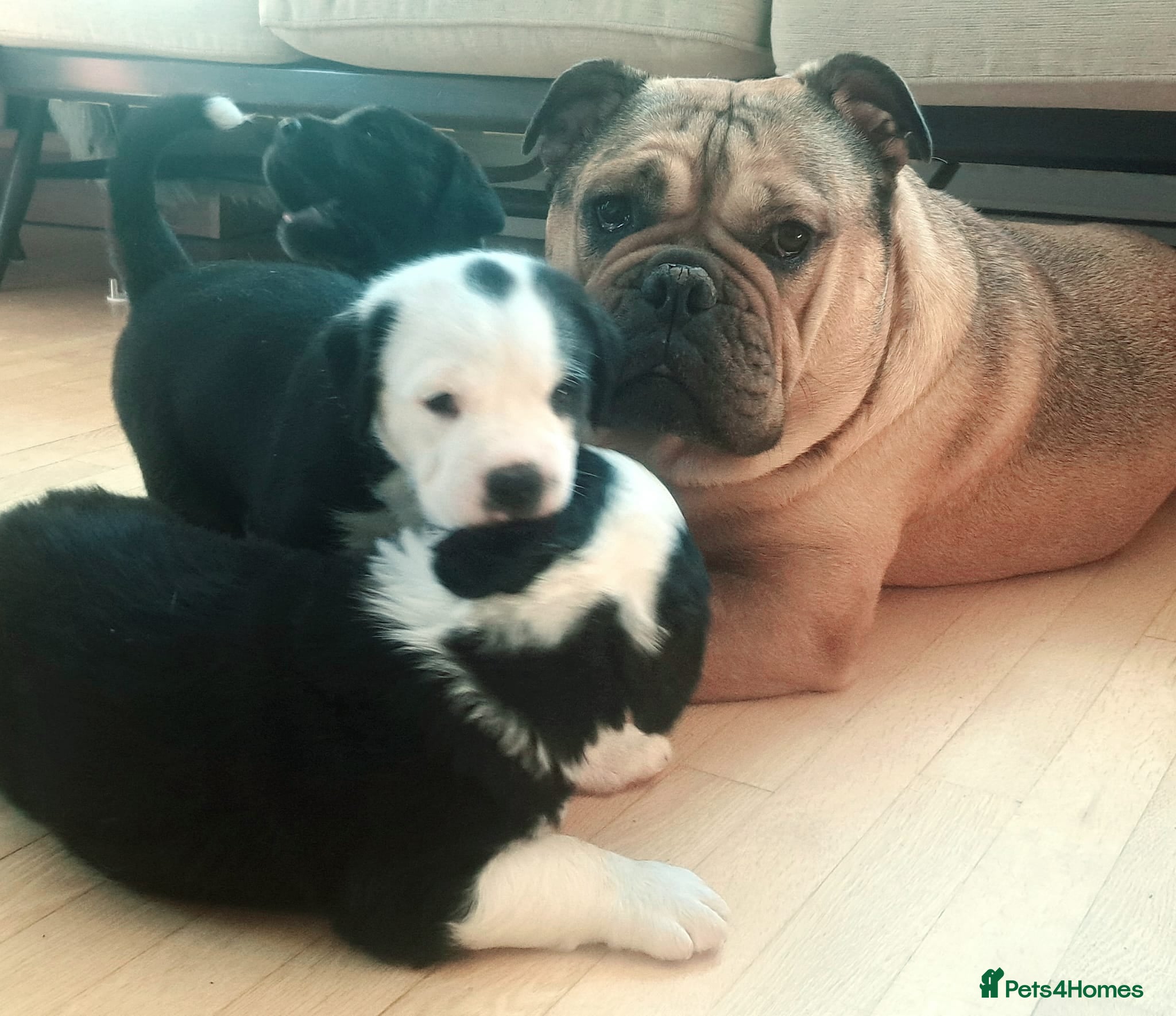 Mixed Breed dogs for sale: 2 yr old female Bulldog/Old English Sheepdog Mix - Advert 18