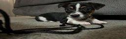 Jack Russell dogs for stud: Scamp Jack Russell  - Advert 4