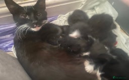Mixed Breed cats for sale: 4 beautiful male kitten  - Image 8