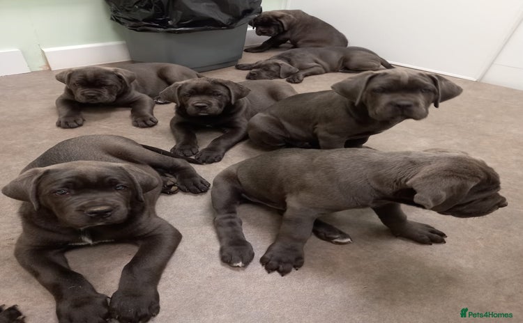 Cane Corso dogs - Advert 1