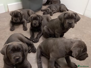 Cane Corso dogs - Advert 16
