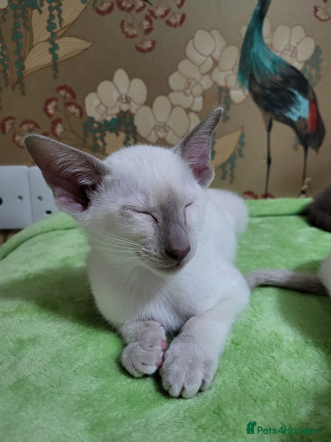 Oriental cats for sale: 7 GCCF Oriental & Siamese Kittens - Advert 23