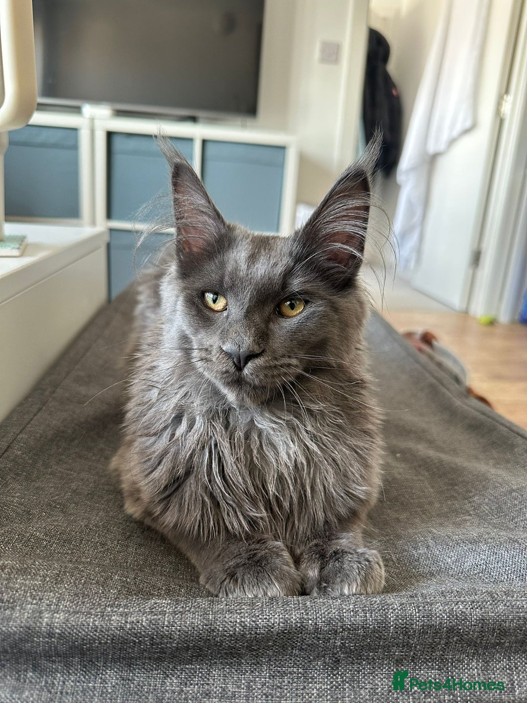 Maine Coon cats for sale: Maine Coon - Advert 18