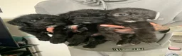 Mixed Breed dogs for sale: Whippet cross toy poodle   - Advert 11