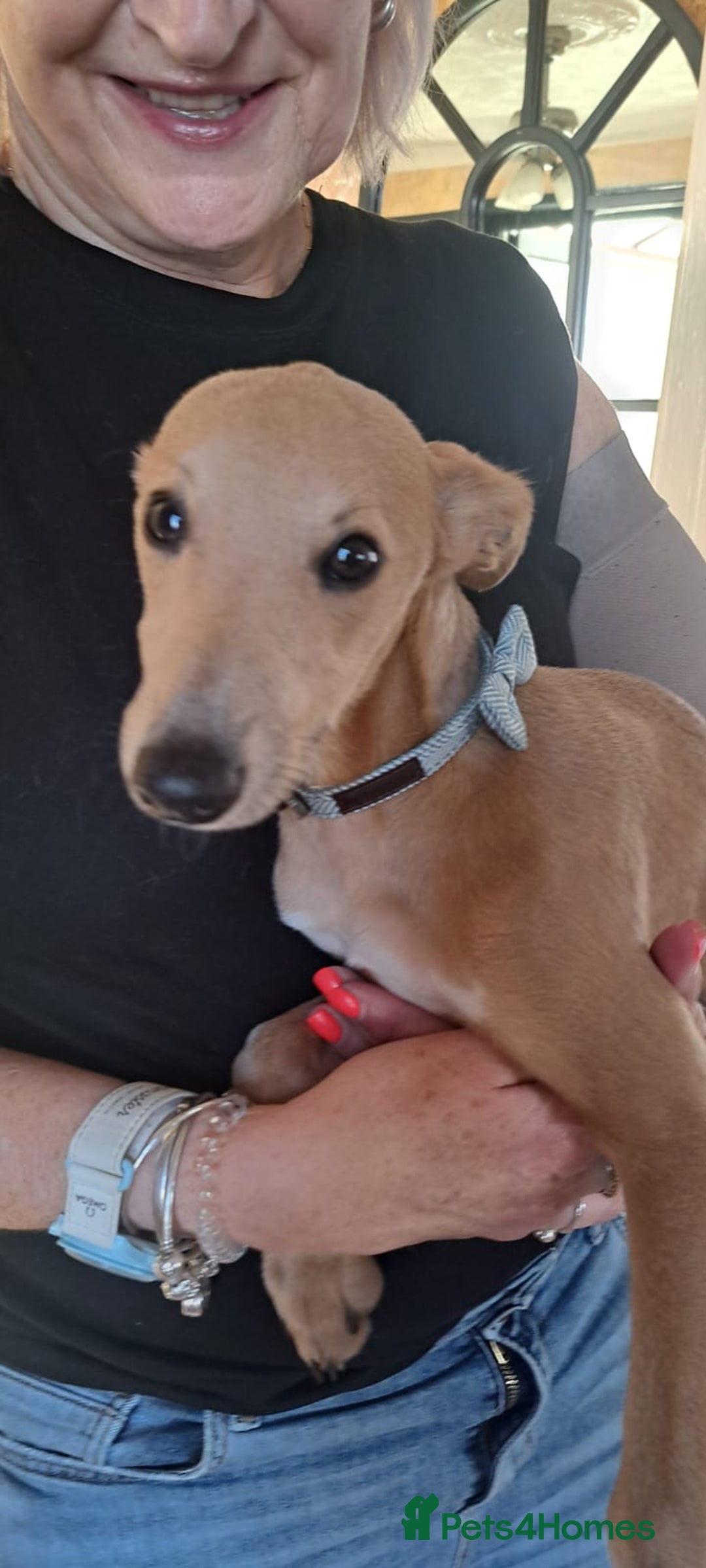 Whippet dogs for stud: Petite Male Whippet to Stud  - Advert 18