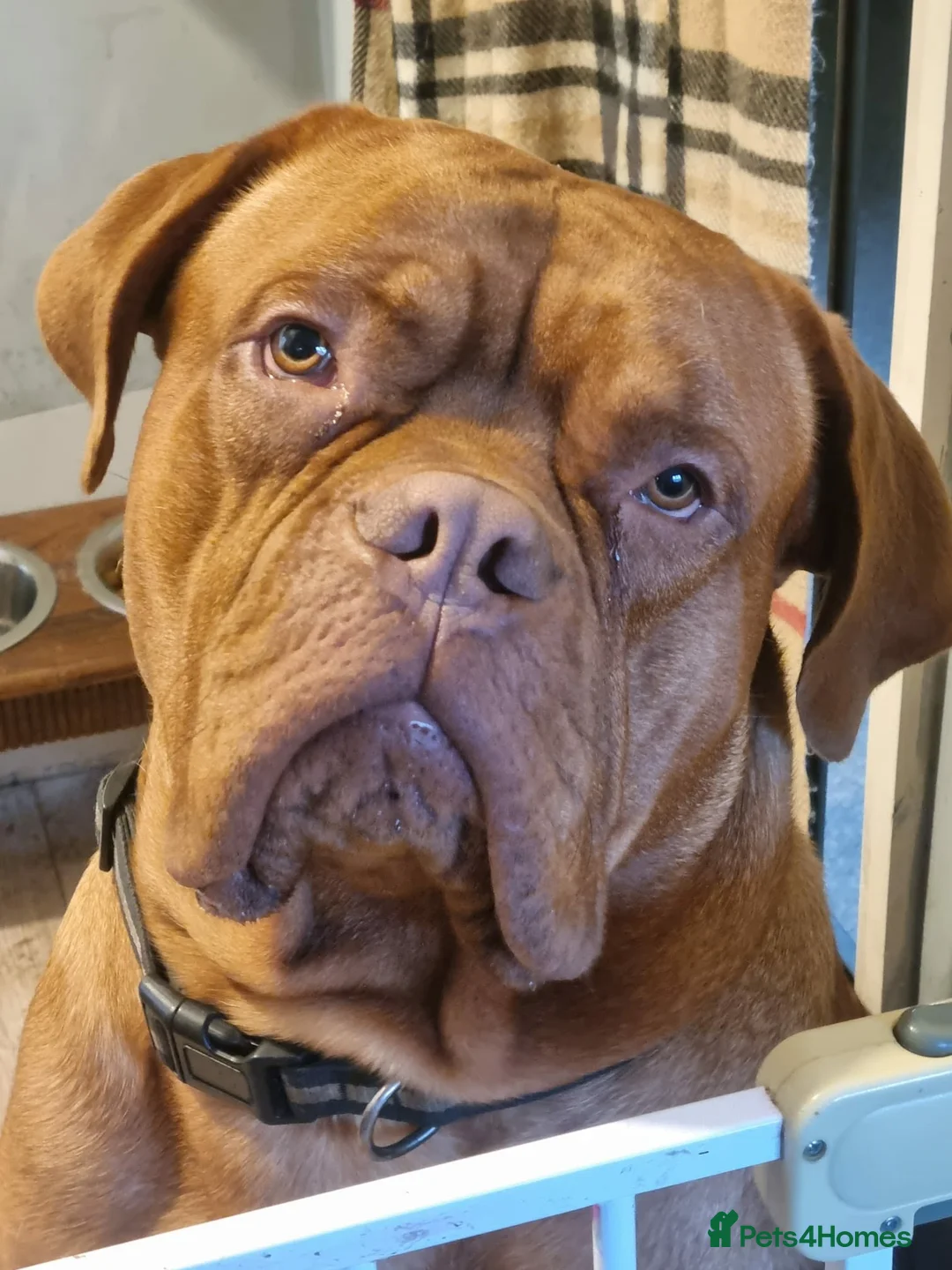 Mixed Breed dogs for sale: Rottweiler/ Dogue de Bordeaux  - Advert 2