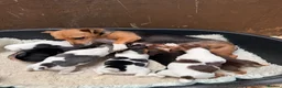 Jack Russell dogs for sale: Jack Russell pups  - Advert 9