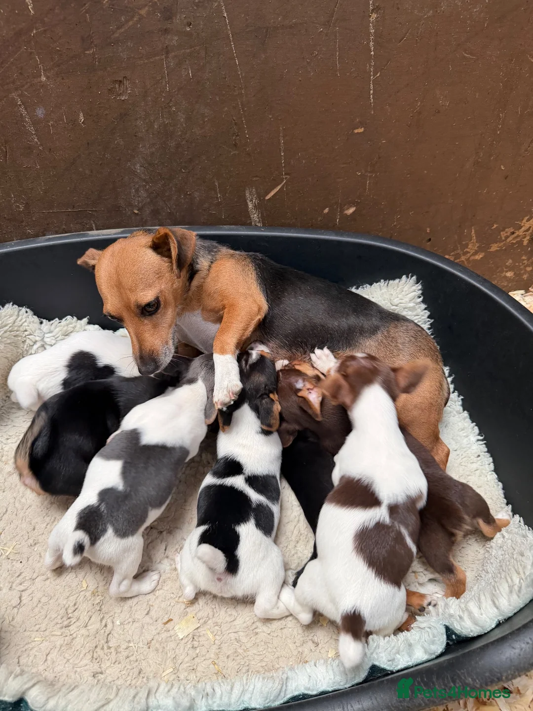 Jack Russell dogs for sale: Jack Russell pups  - Advert 9
