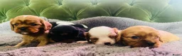 Cavalier King Charles Spaniel dogs for sale: KC Cavalier King Charles Puppies, All 4 Colours. - Advert 21