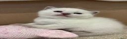 British Shorthair cats for sale: British shorthair colourpoint kittens - Advert 20