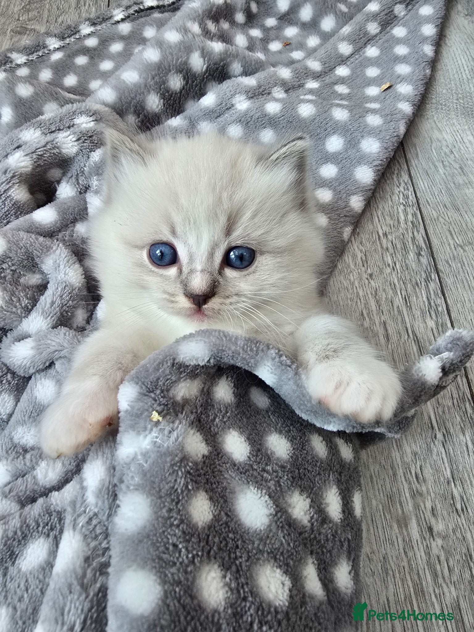 Ragdoll cats Stunning European bloodline kittens  - Advert 4