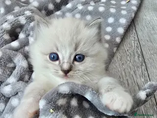 Ragdoll cats Stunning European bloodline kittens - Advert 3