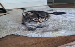 Mixed Breed cats for sale: Kittens - Image 4