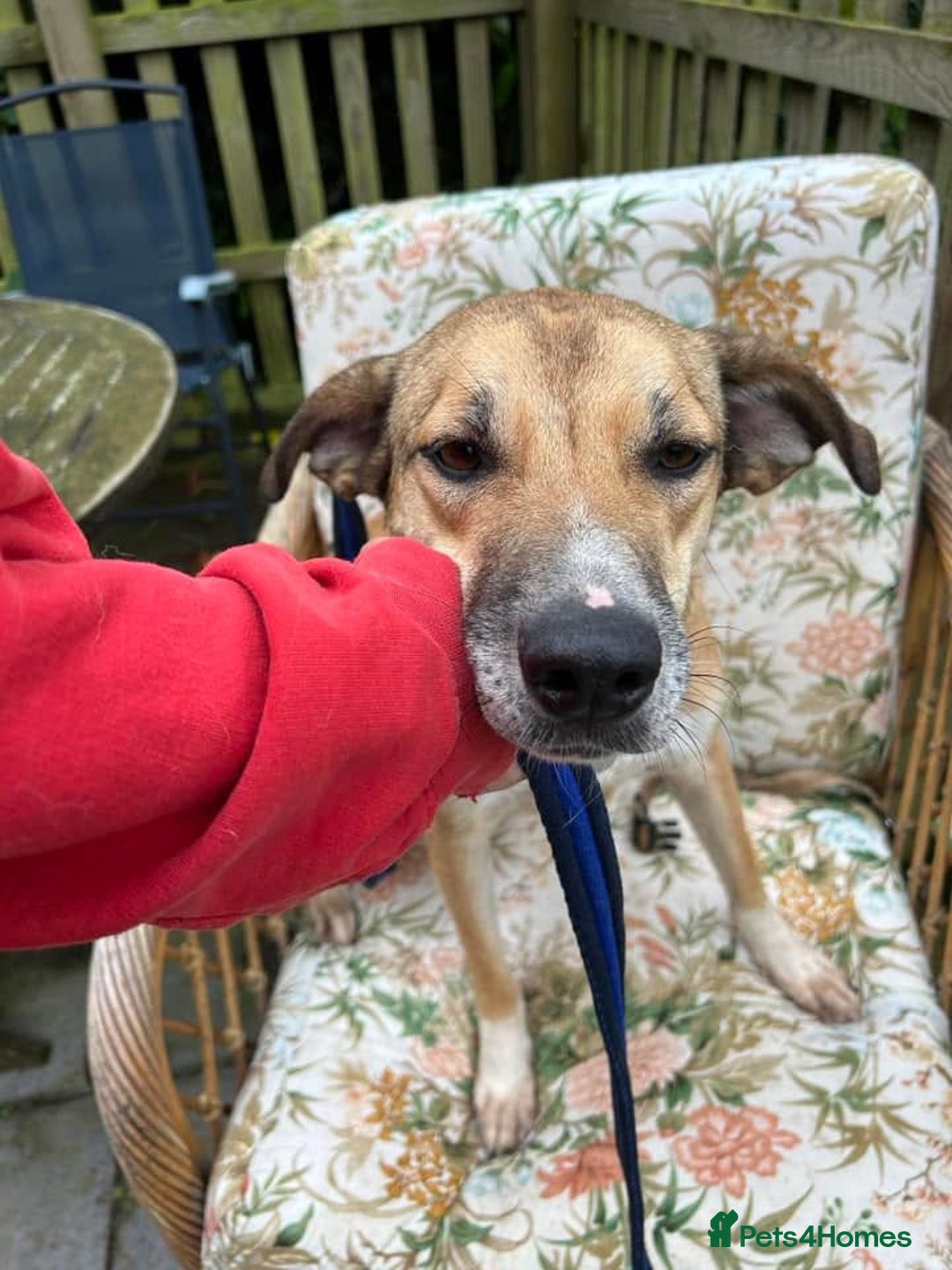 Mixed Breed dogs for adoption: Sara - Norwich Norfolk  - Image 13