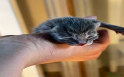 Persian cats for sale: CHOCOLATE PERSIAN KITTENS - Image 17