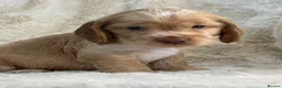 Cocker Spaniel dogs for sale: Extensively health tested show cocker spaniel pups - Advert 9