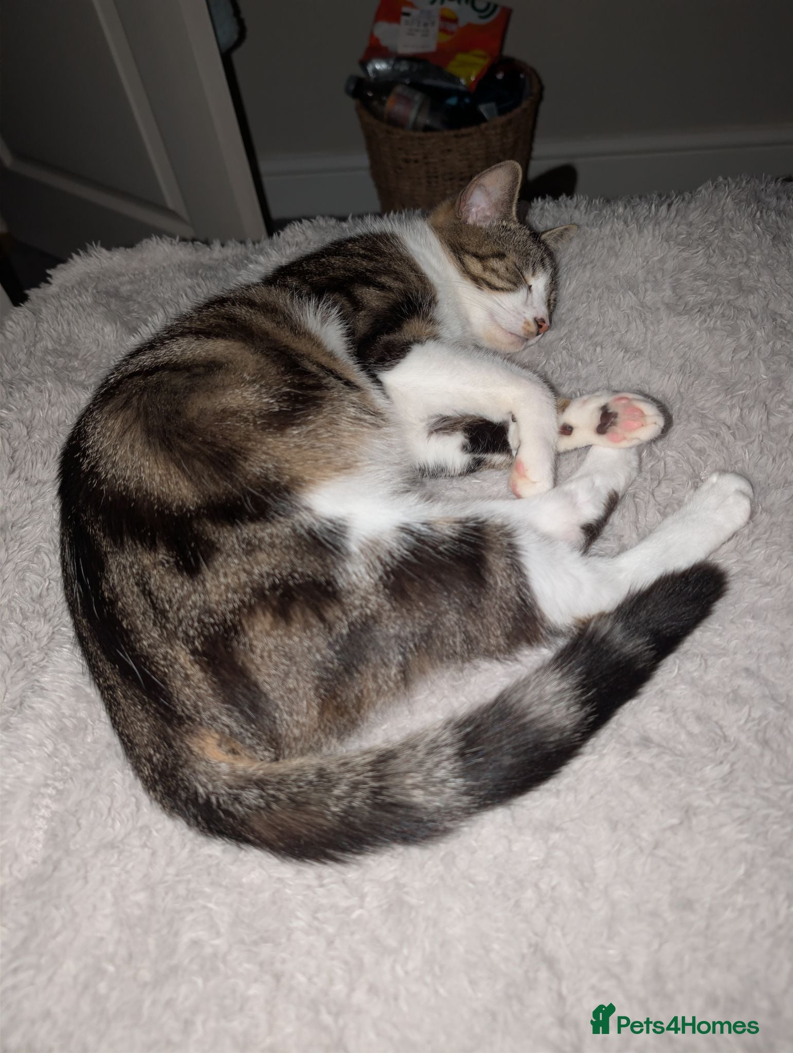 Domestic Shorthair cats Two male Tabby's - Advert 1