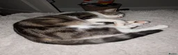 Domestic Shorthair cats for sale: Two male Tabby's - Advert 1