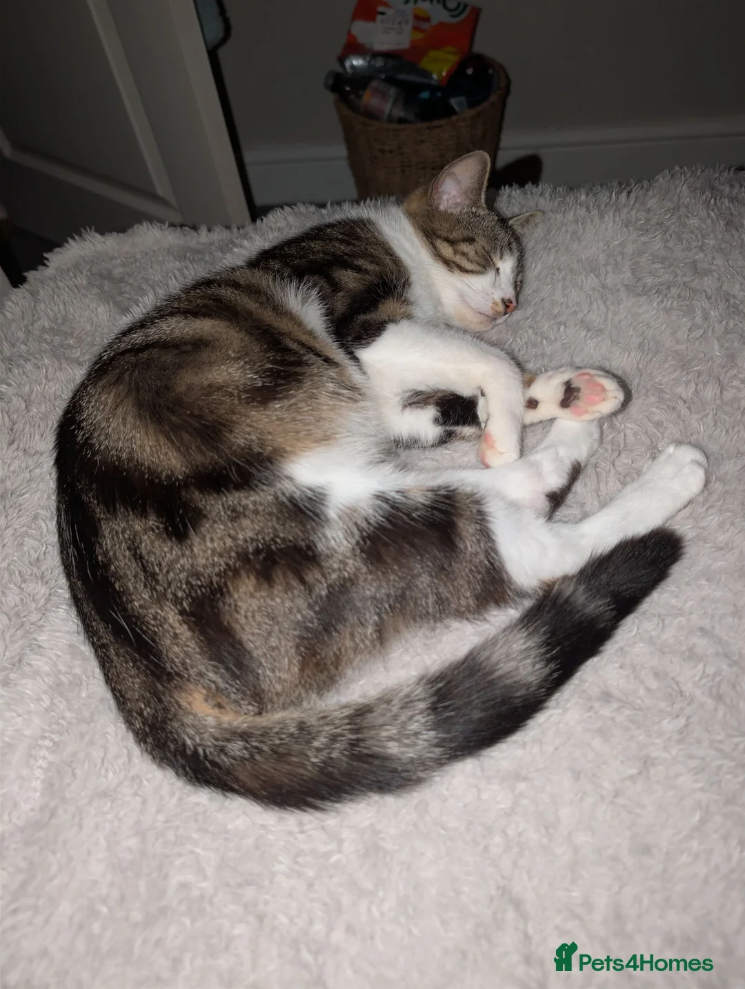 Domestic Shorthair cats for sale: Two male Tabby's - Advert 1