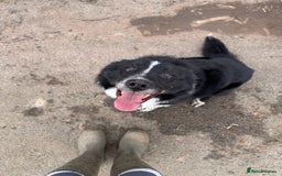 Border Collie dogs for sale: Lovely Border collie pups - ONLY ONE LEFT - Image 23