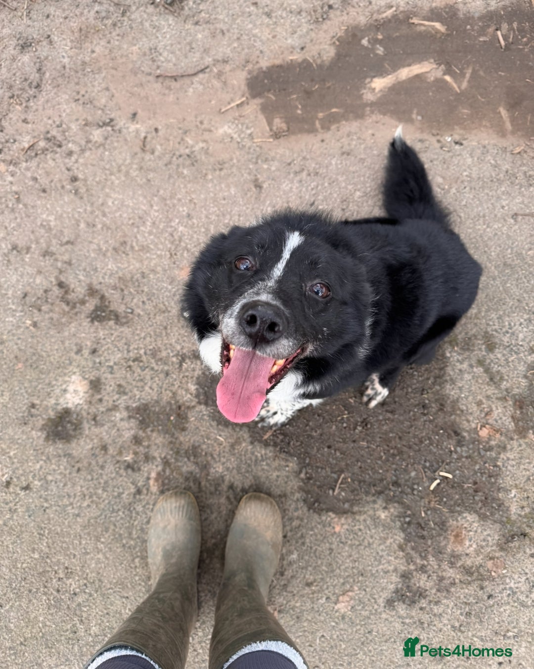 Border Collie dogs for sale: Lovely Border collie pups - ONLY ONE LEFT - Image 23