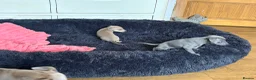 Italian Greyhound dogs for sale: Kc reg Italian greyhound puppies for sale - Advert 4
