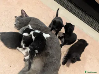 Russian Blue cats Beautiful Russian Blue cross Kittens - Advert 1