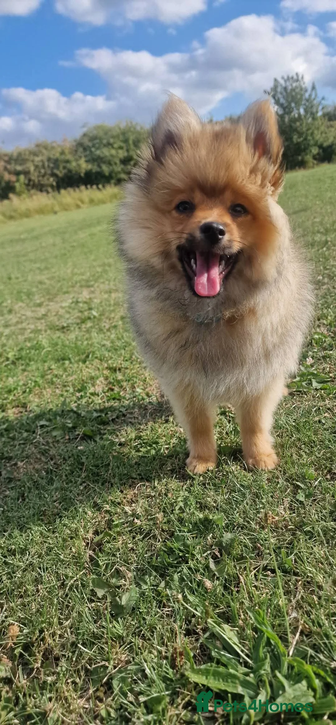 Pomeranian dogs for sale: Male Pomeranian  in Houghton le Spring - Advert 4