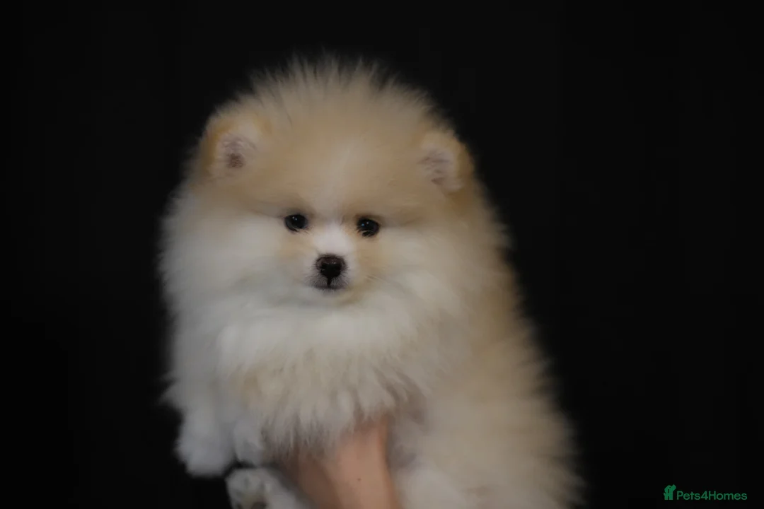 Pomeranian dogs for sale: 🌟 Stunning KC Registered Pomeranian Girls 🌟 - Advert 2