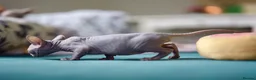 Sphynx cats for sale: Gorgeous silver Sphynx girl - Advert 12