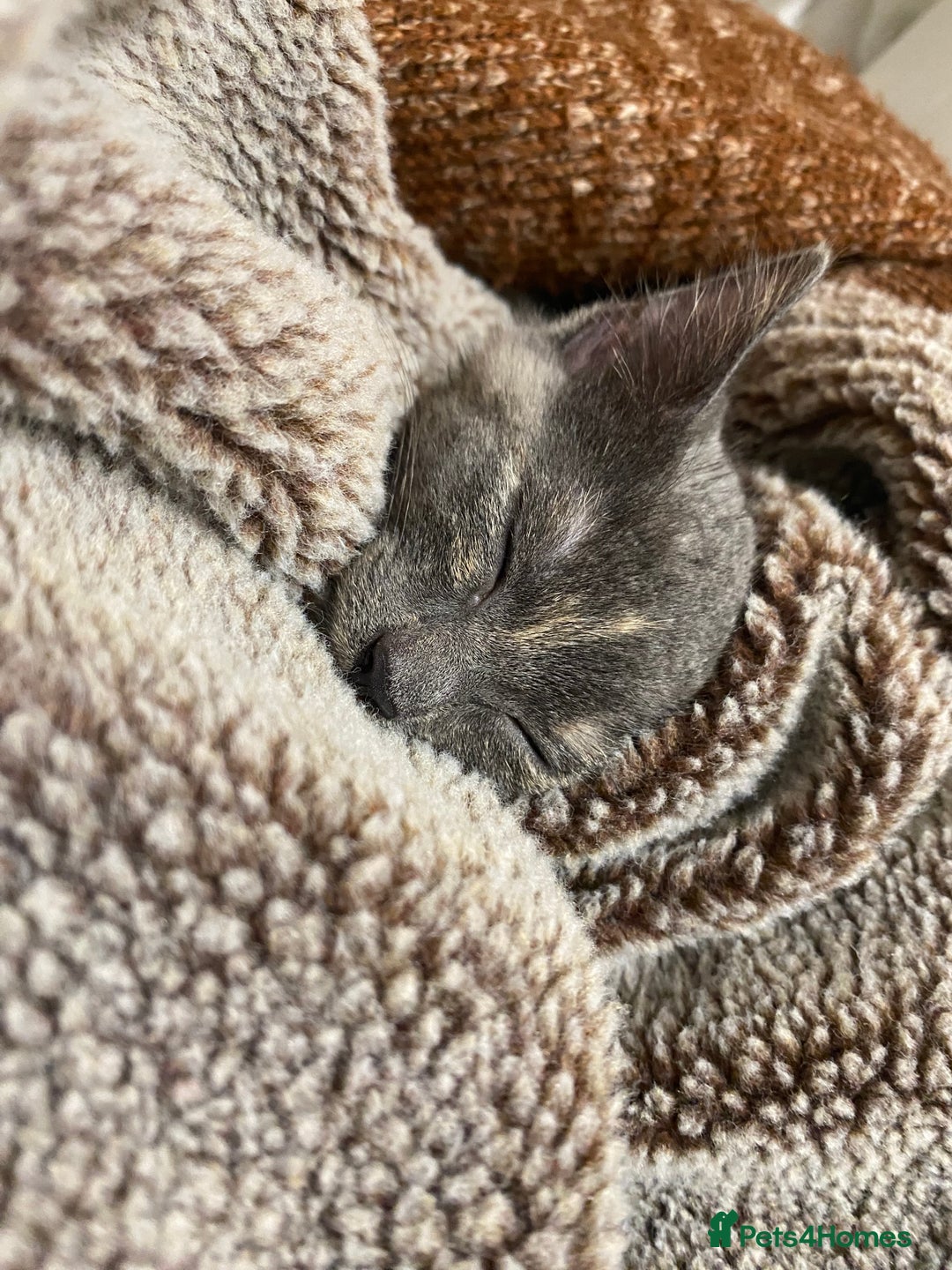 British Shorthair cats for sale: Kitten for sale.  - Advert 4