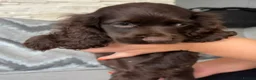 Cocker Spaniel dogs for sale: Beautiful cocker spaniel puppies look new home  - Advert 7