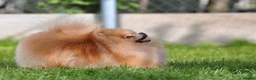 Pomeranian dogs for sale: Show quality potential puppies  - Advert 9