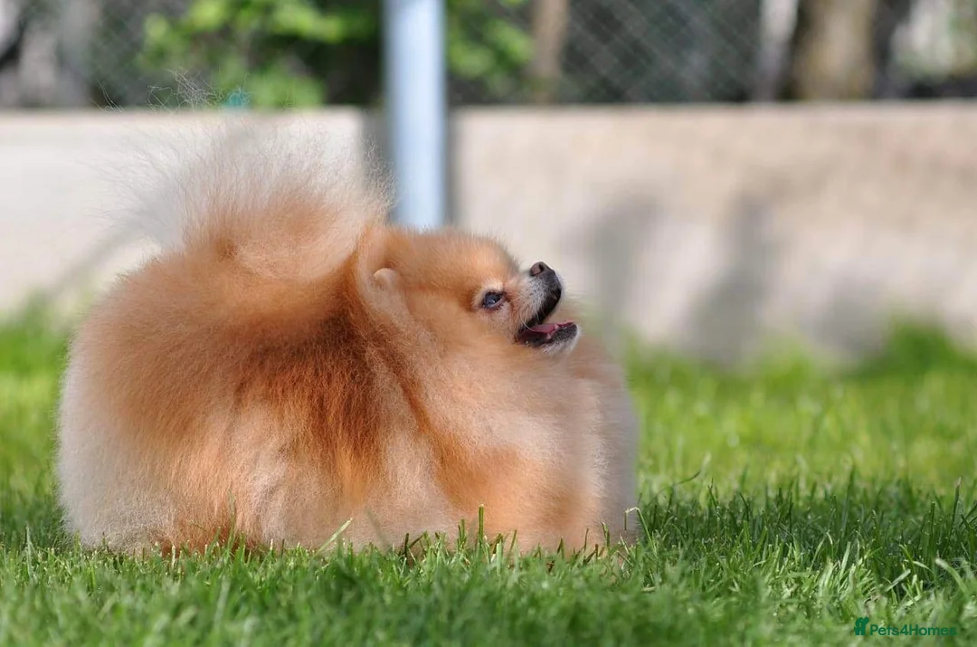 Pomeranian dogs for sale: Show quality potential puppies  - Advert 9
