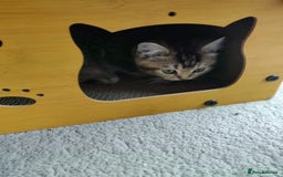 British Shorthair cats for sale: British Shorthair kittens - Image 24